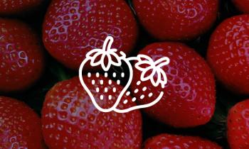 ciu-strawberry-garden-tour-webB